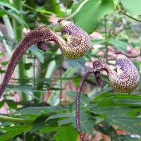 <i>Aristolochia ringens</i>  Vahl